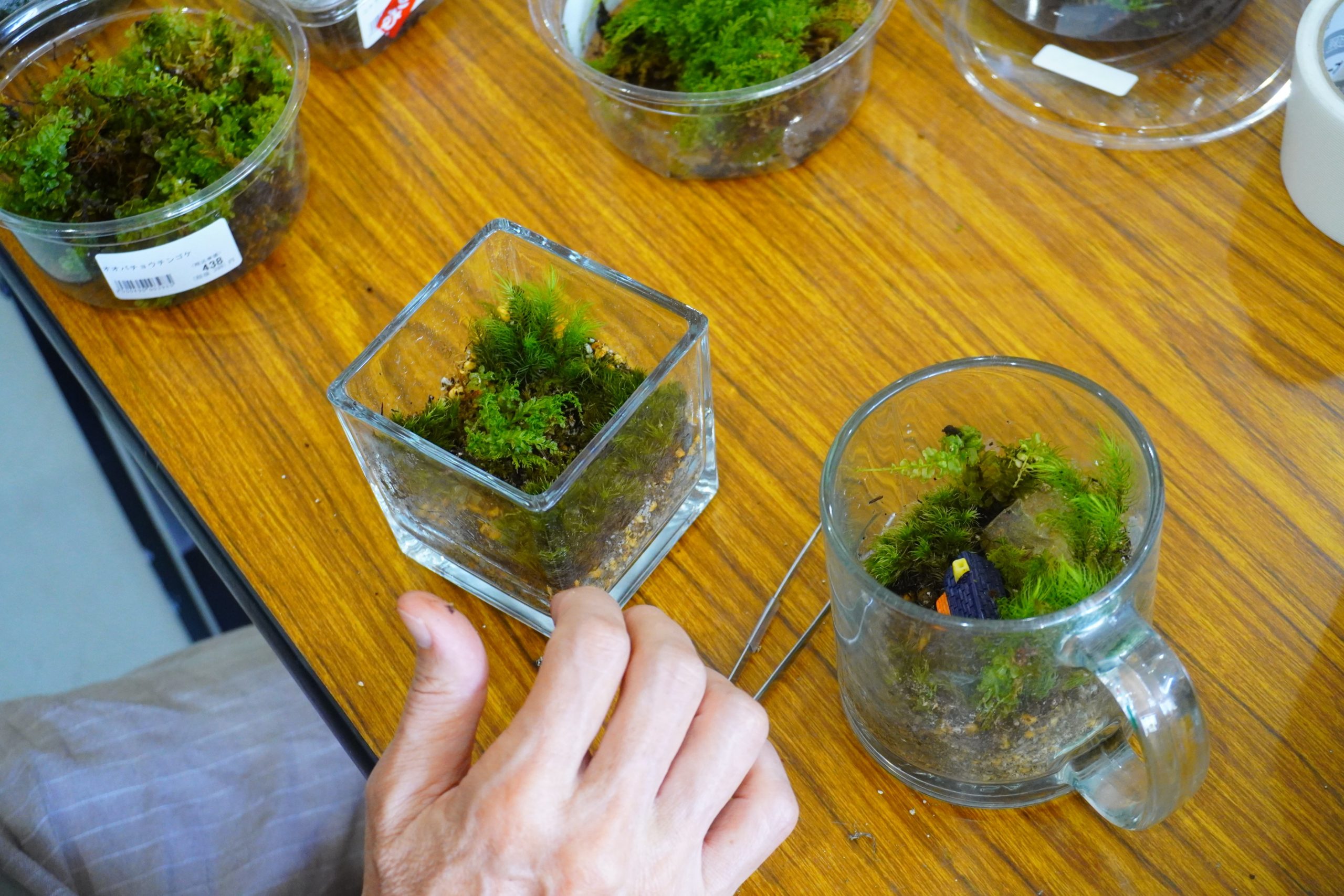 9月17日（水）・9月30日（火）】水久保さんと苔テラリウムづくり開催